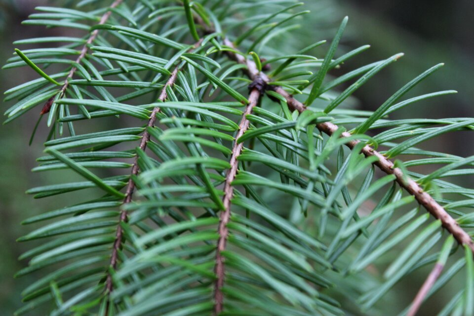 Forest pine tree pine needles