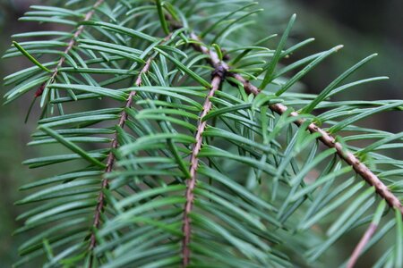 Forest pine tree pine needles photo