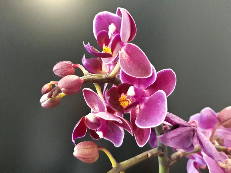 Orchid flower nature