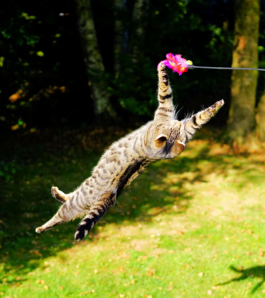 Jump hunting drive fun