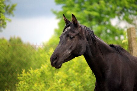Thoroughbred arabian horse head pasture