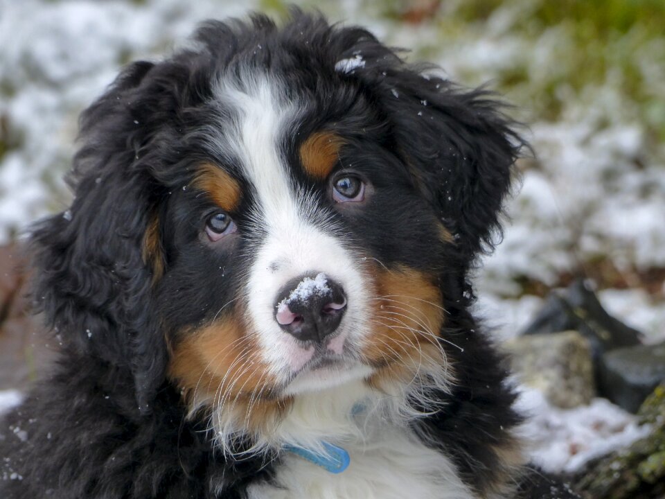 Canine cute animal