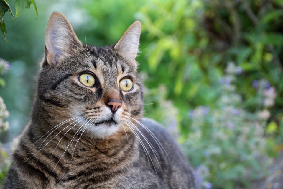 Eyes domestic cat yellow eyes