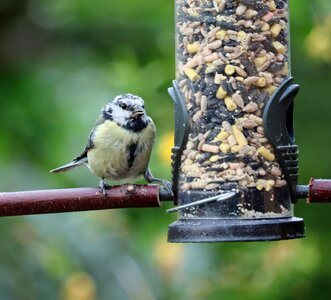 Feeder bird feeder perched photo