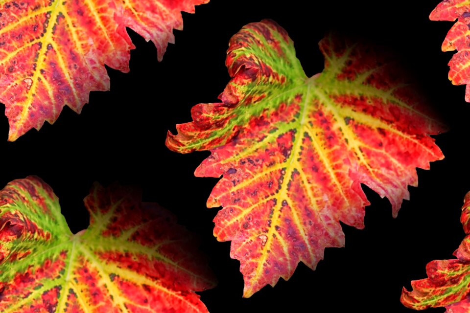 Fall color autumn colours vine