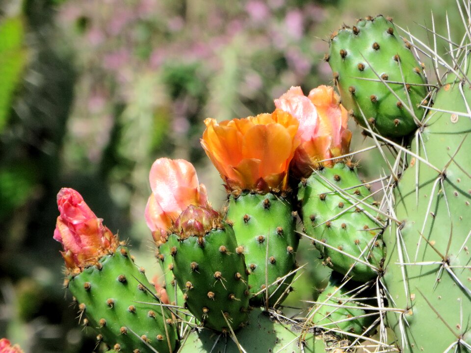 Prickly pear wild succulent