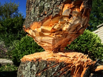 Stump trees évgyűrűk photo
