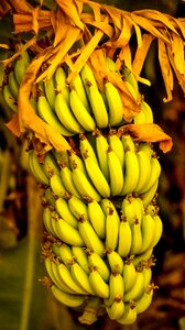 Fruit fresh hindustani