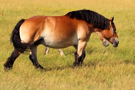 Pasture cold blooded animals mane