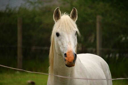 Thoroughbred arabian horse head pasture photo