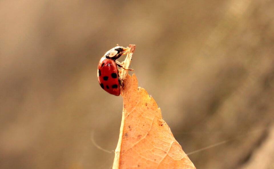 Insect beetle nature