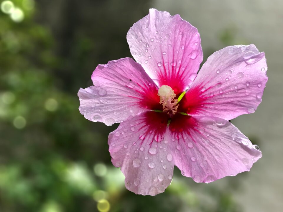 Garden botanist love