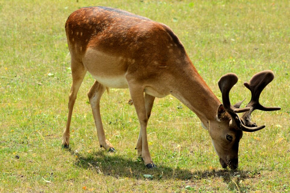 Nature antler animal