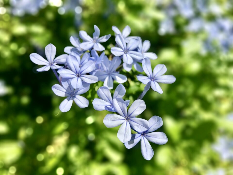 Garden love flowers