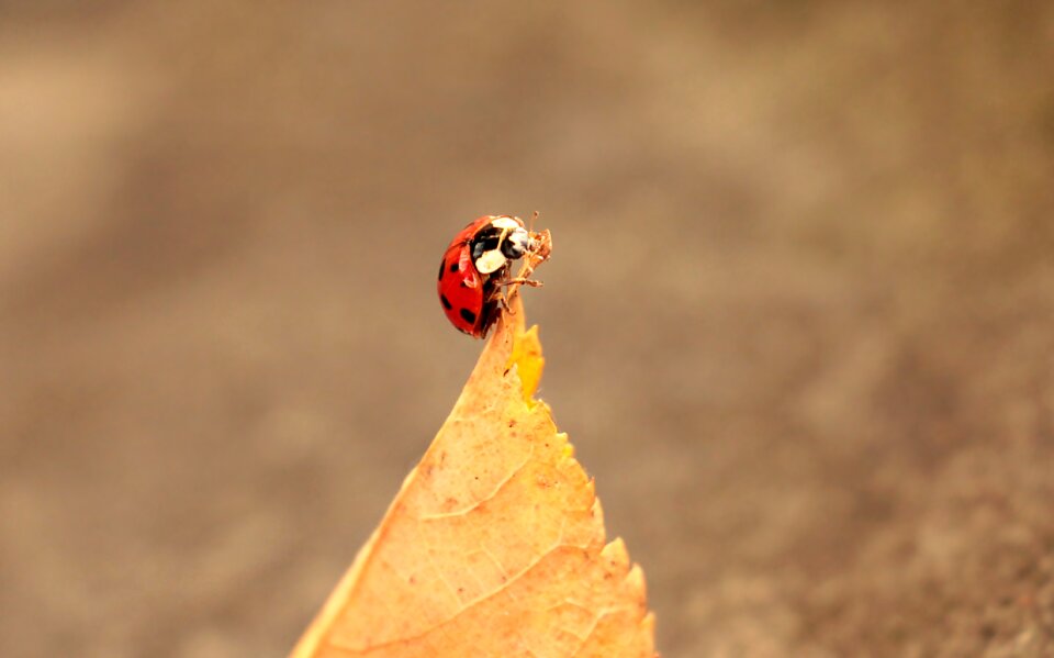 Insect beetle nature