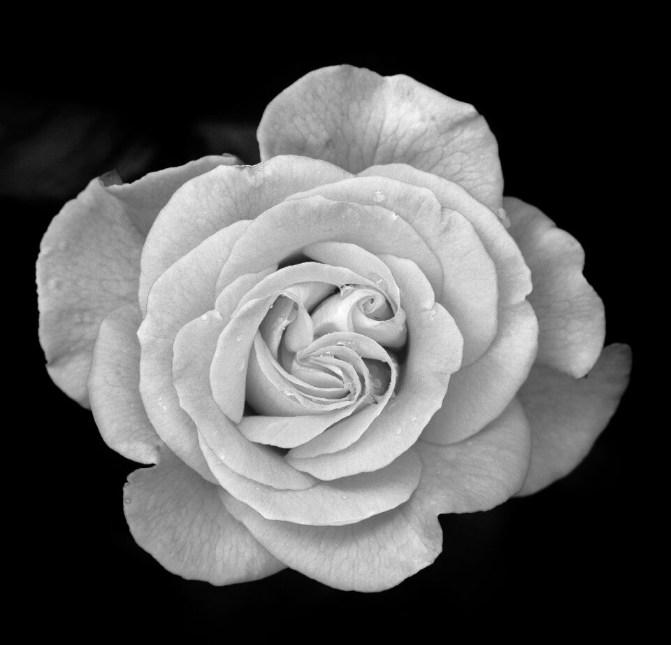 Bloom plant rose blooms