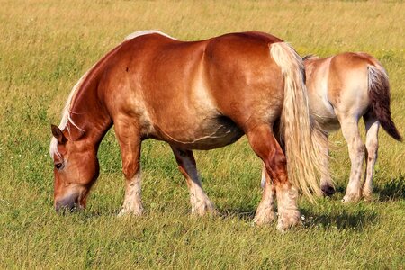 Mare pasture agriculture