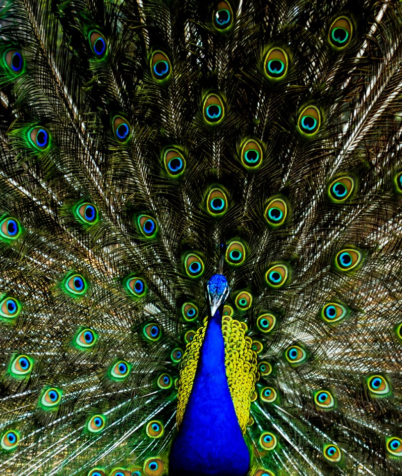 Blue green animal