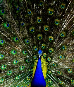 Blue green animal
