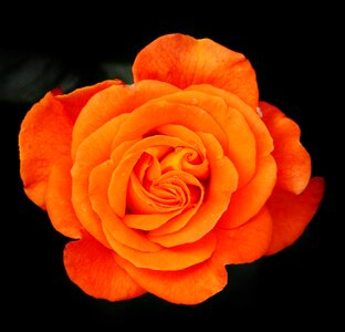 Blossom bloom orange roses photo