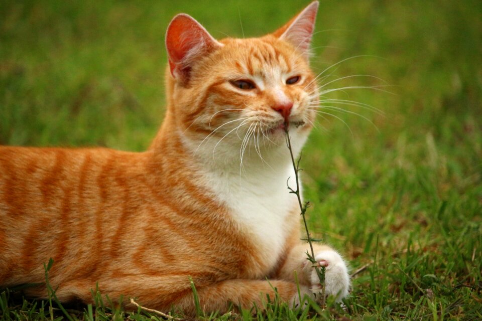 Mackerel domestic cat red cat