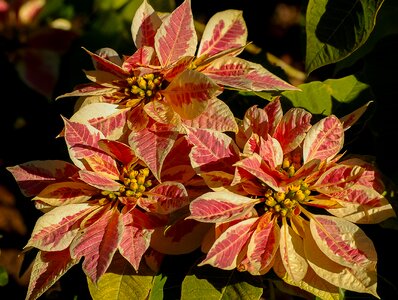 Pink yellow variegated
