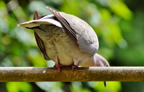 City pigeon foraging poultry