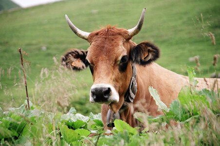 Cattle horns cow tarentaise photo