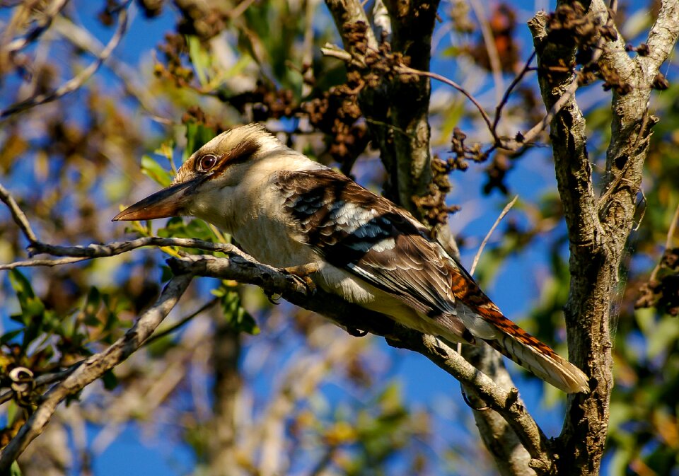 Wild perched kingfisher