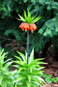 Bloom orange flowers nature