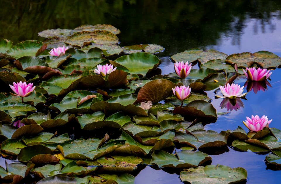 Romance lake rose nuphar