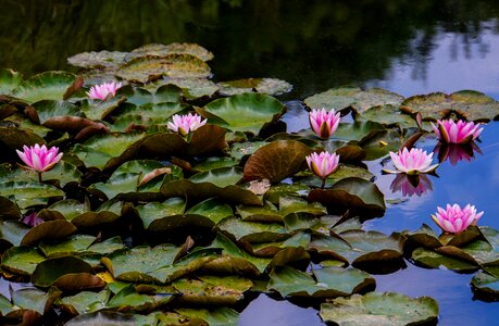 Romance lake rose nuphar photo