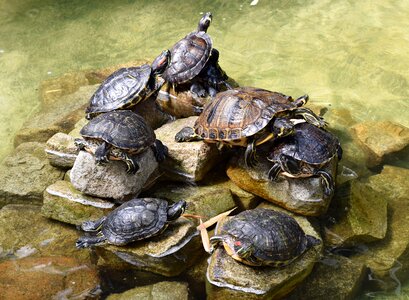 Water shell turtle