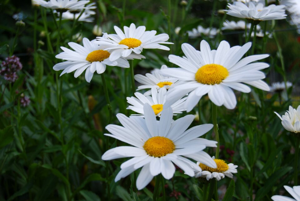 Nature petals white flowers