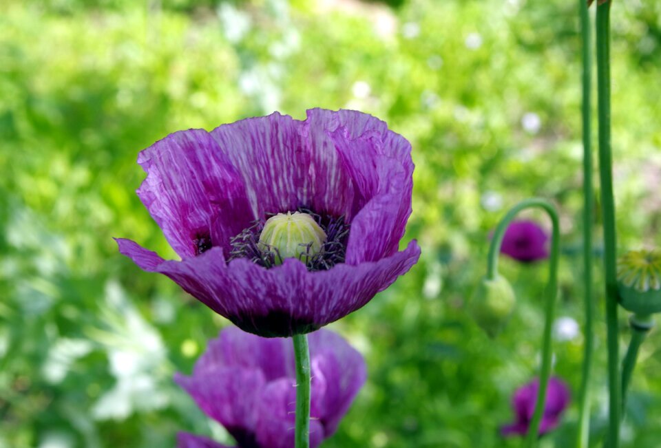 Dashing colored the petals