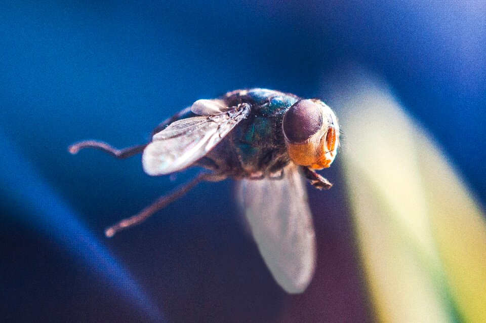 Mosquito red-headed flies flight