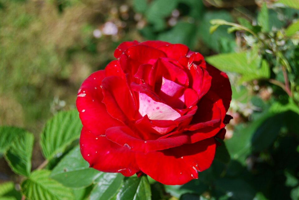 Flower red pink