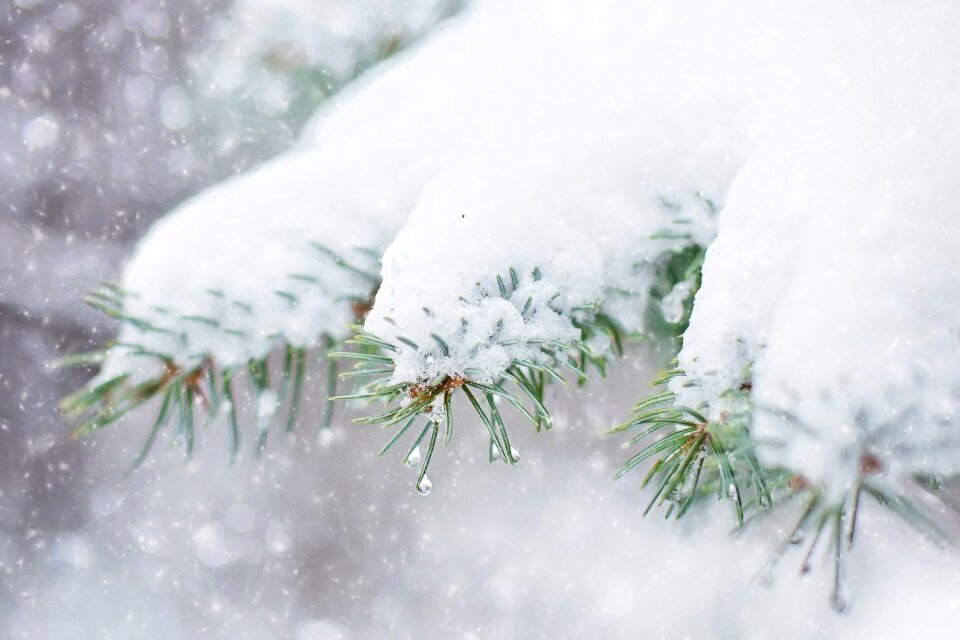 Snow tree branch photo