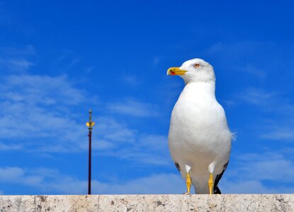 Rome summer seagull