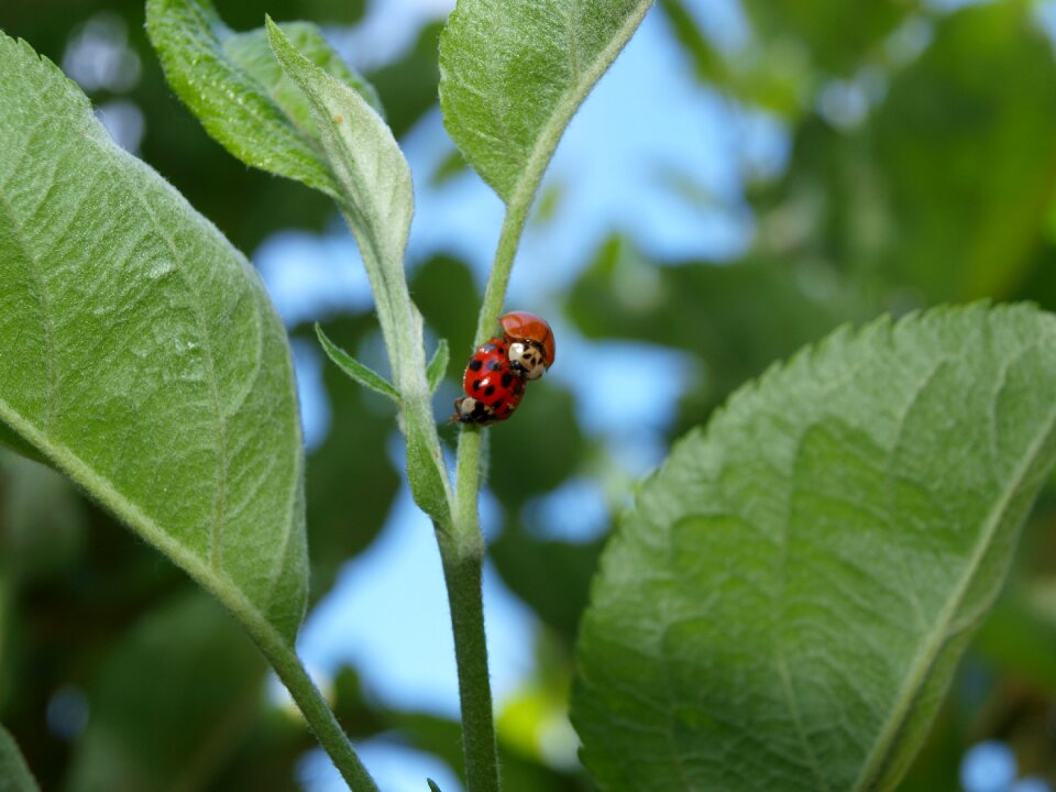 Bug spring plant