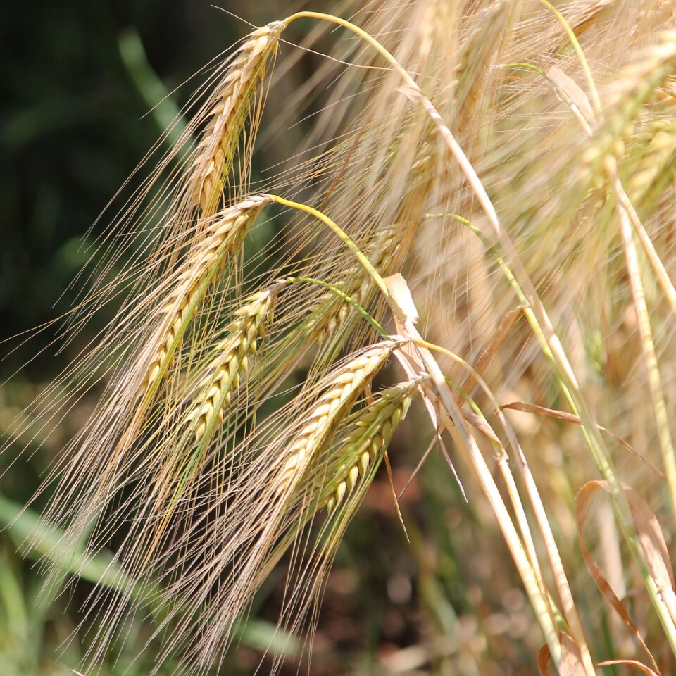 Cornfield barley field barley