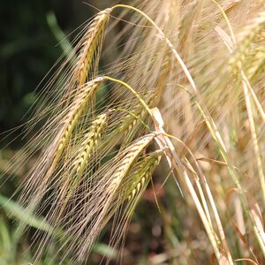 Cornfield barley field barley
