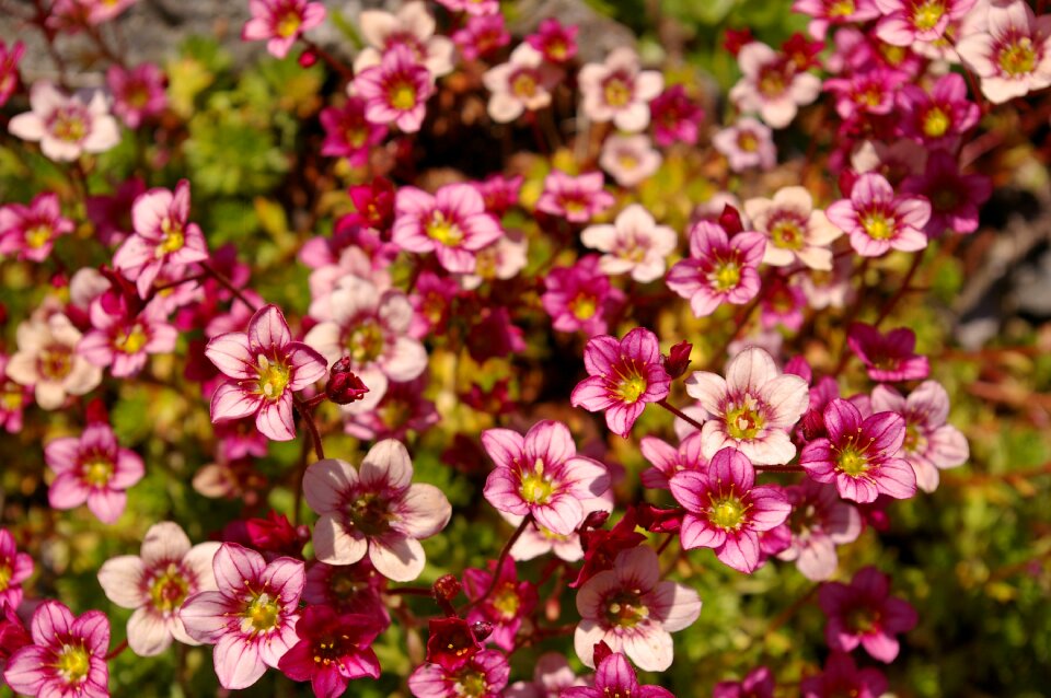 Plant stone bedding plant flower bed photo