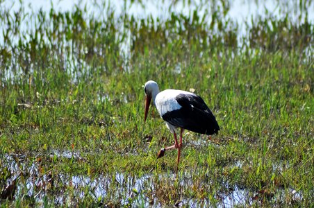 Storks birds feather