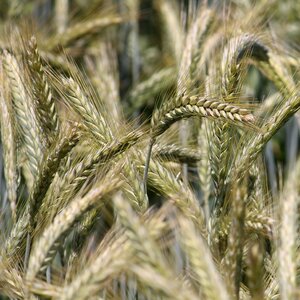 Cornfield barley field barley