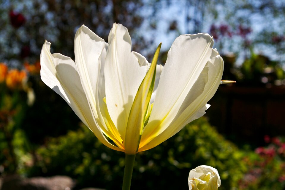 Spring blossom bloom