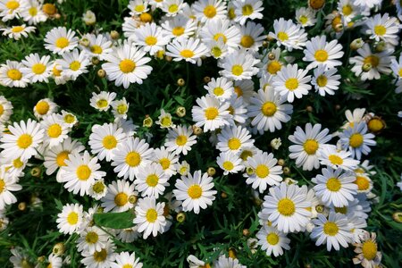 Floral summer day sunny