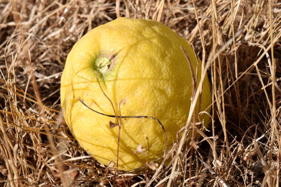Arid windfall fruit
