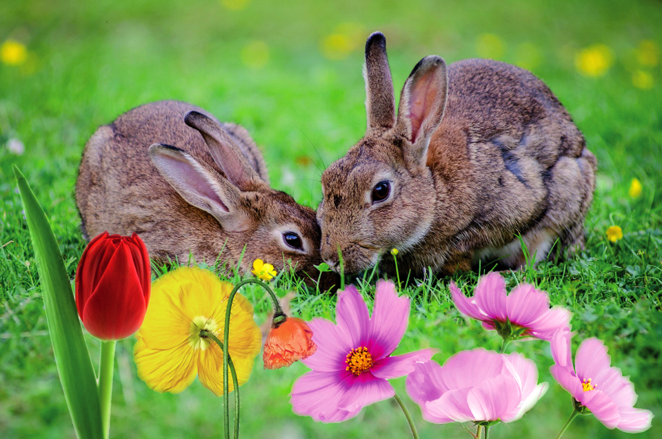 Flowers spring Free vector graphics