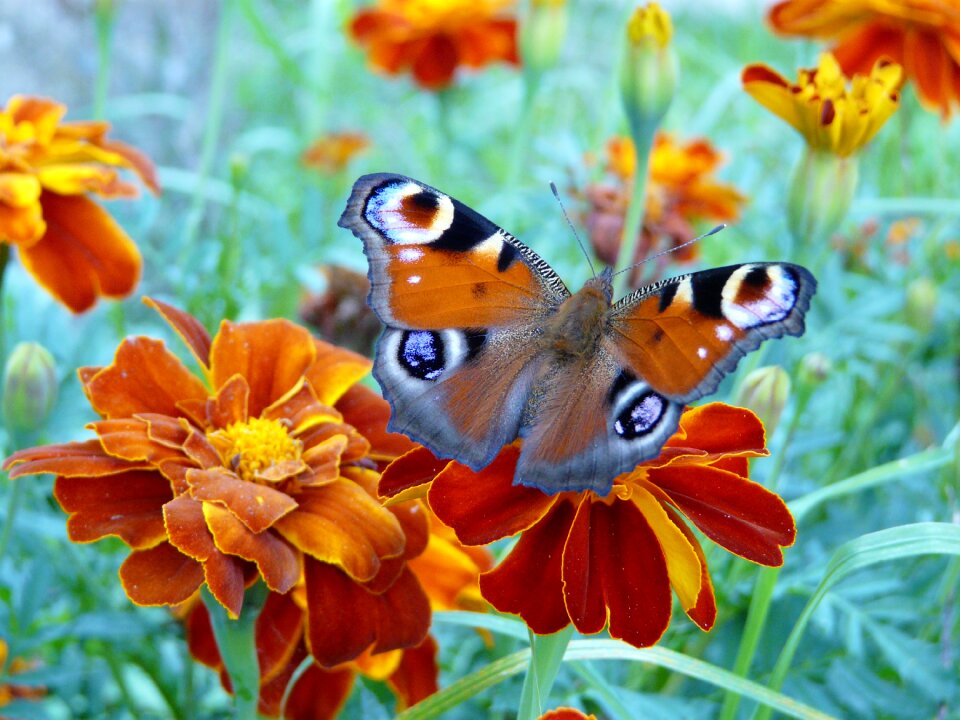Wings butterfly wings summer